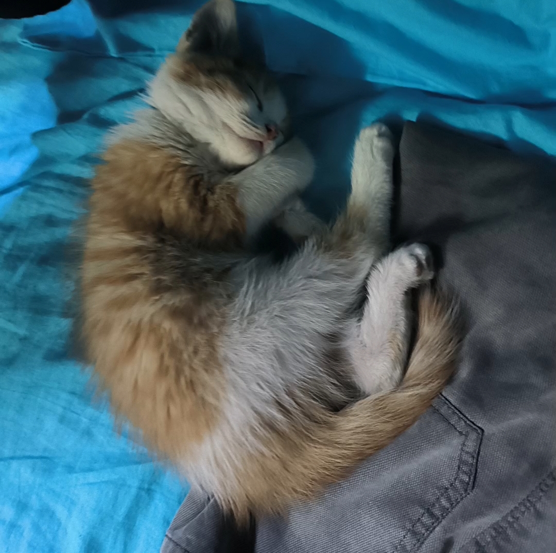 优雅猫猫揣手手睡觉