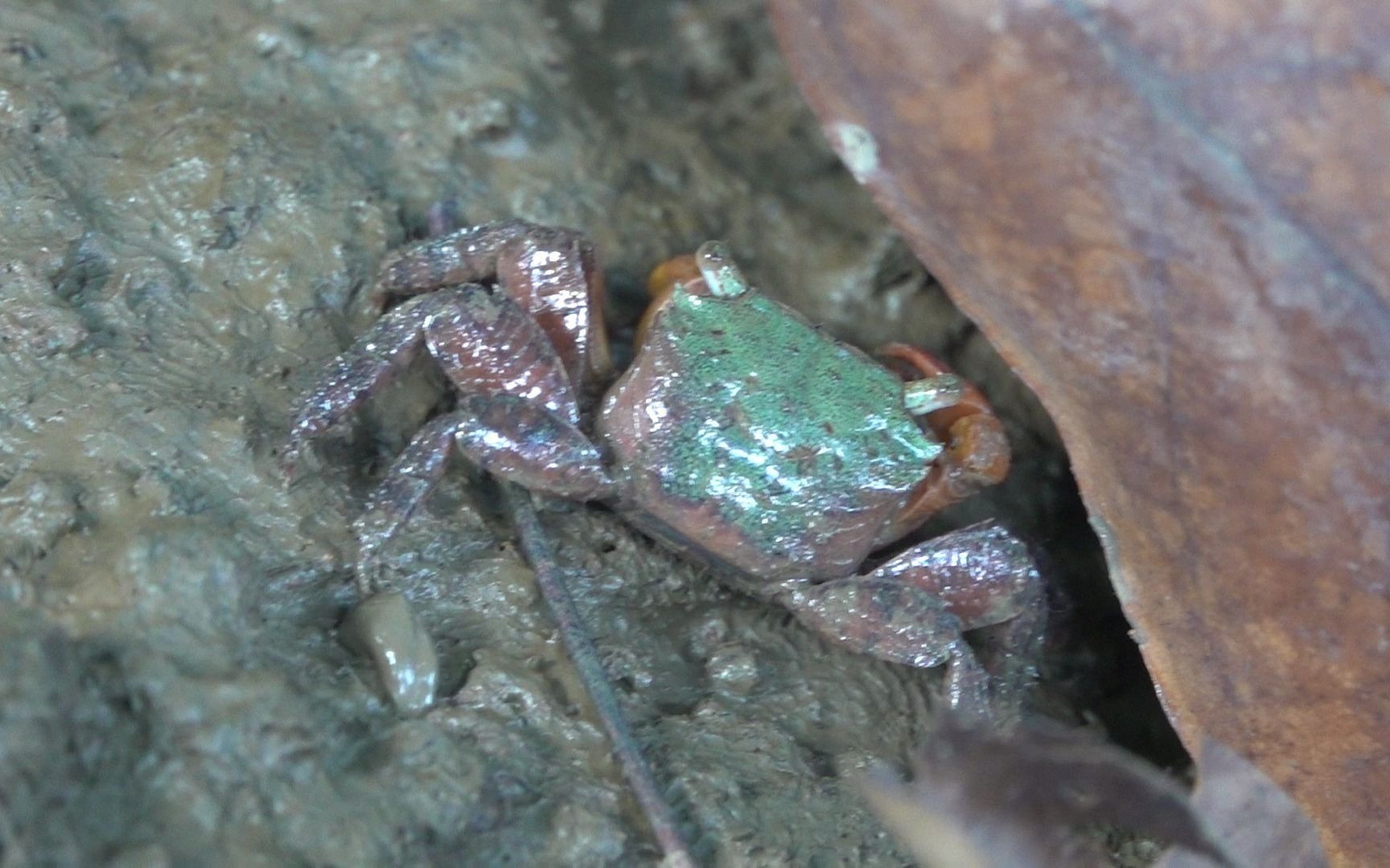 青色的小螃蟹_哔哩哔哩_bilibili