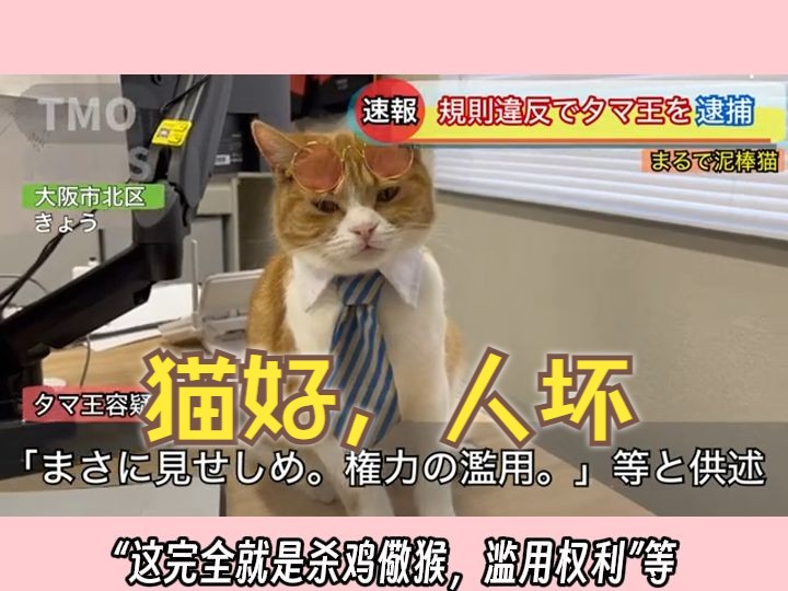 “公司猫董事因企图用猫粮购买股份被捕”日本洋葱新闻笑死我了…哔哩哔哩bilibili