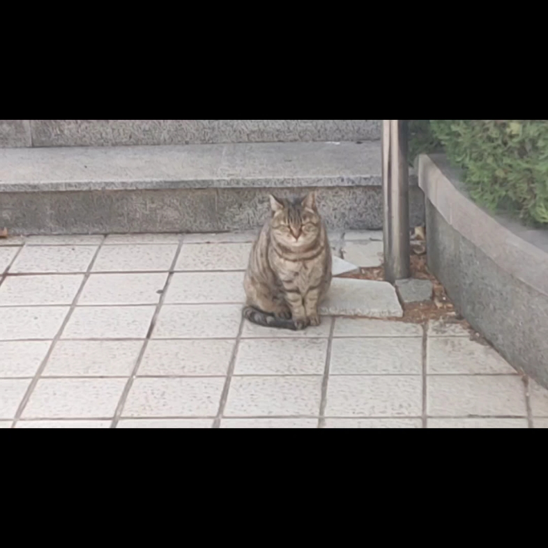 [图]与其说是我的vlog不如说是猫猫的心事