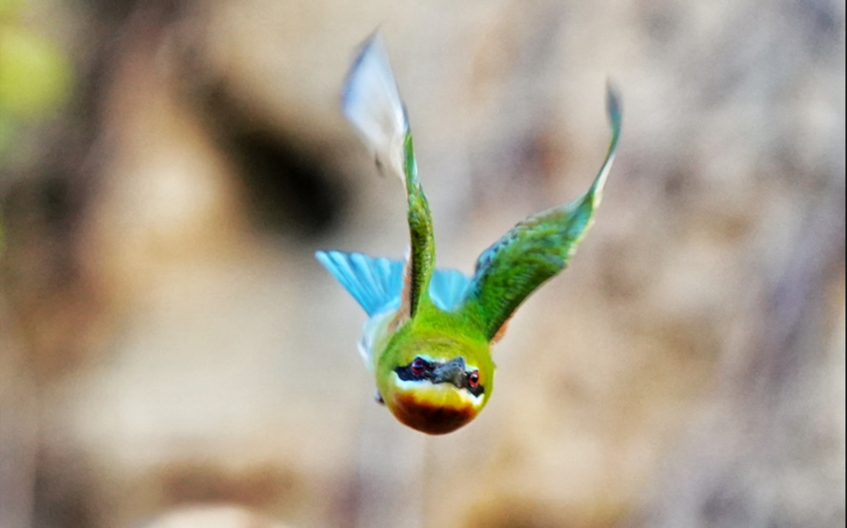 栗喉蜂虎(英文名:Bluetailed Beeeater,学名:Merops philippinus),是佛法僧目蜂虎科蜂虎属的鸟类.英文名直译为蓝尾蜂虎.哔哩哔哩bilibili