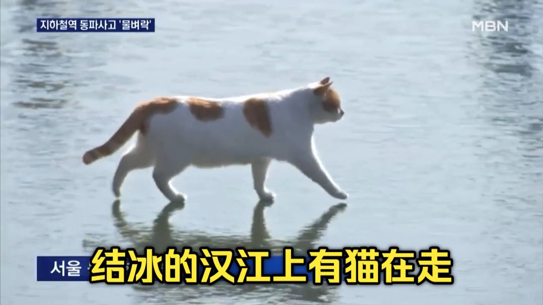 【本家投稿】结冰的汉江上有猫在走