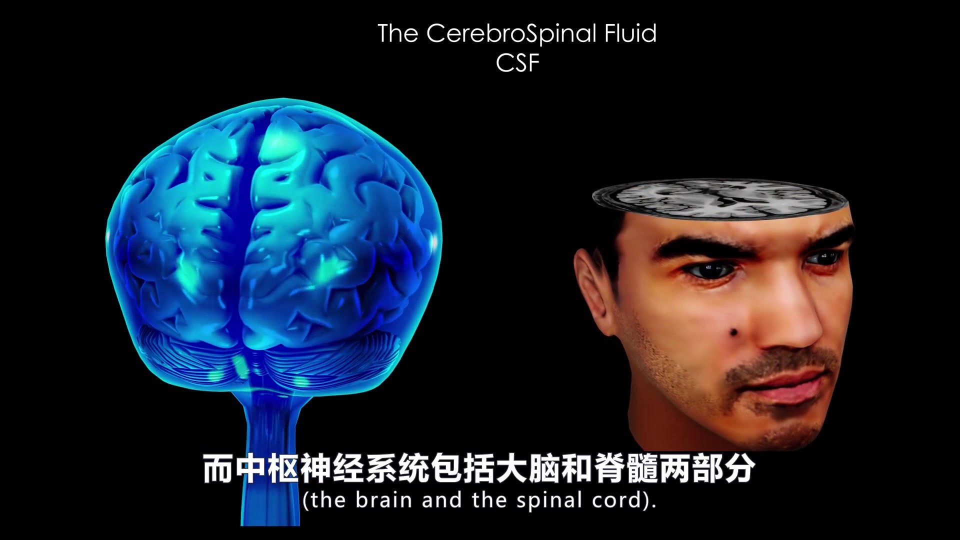 [图]3D医学动画：《神经解剖学Neuroanatomy》