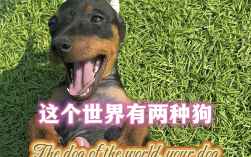 陕西西安咸阳迷你杜宾犬 #迷你宾莎犬是世界仅有的小型护卫犬 #多么