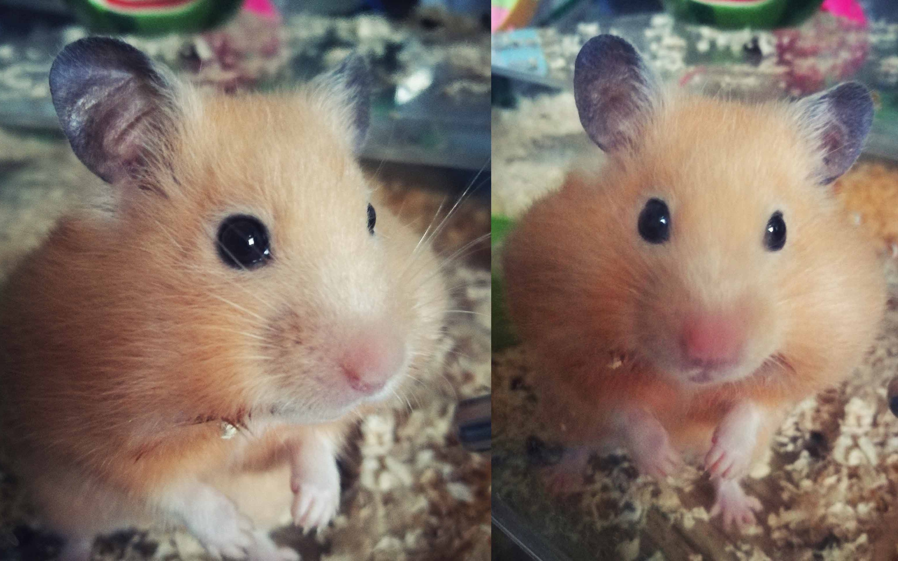 【仓鼠】【金丝熊】我的鼠鼠世界第一可爱_哔哩哔哩 (゜-゜)つロ 干杯