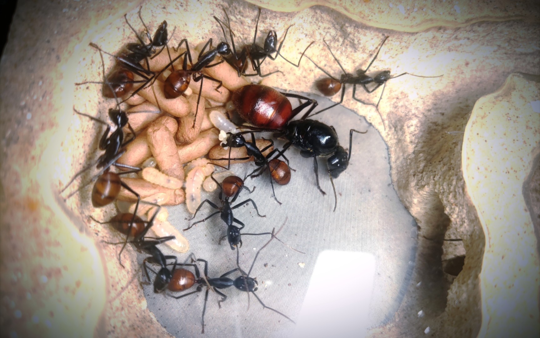 来自东南亚的红屁股蜘蛛大蚂蚁