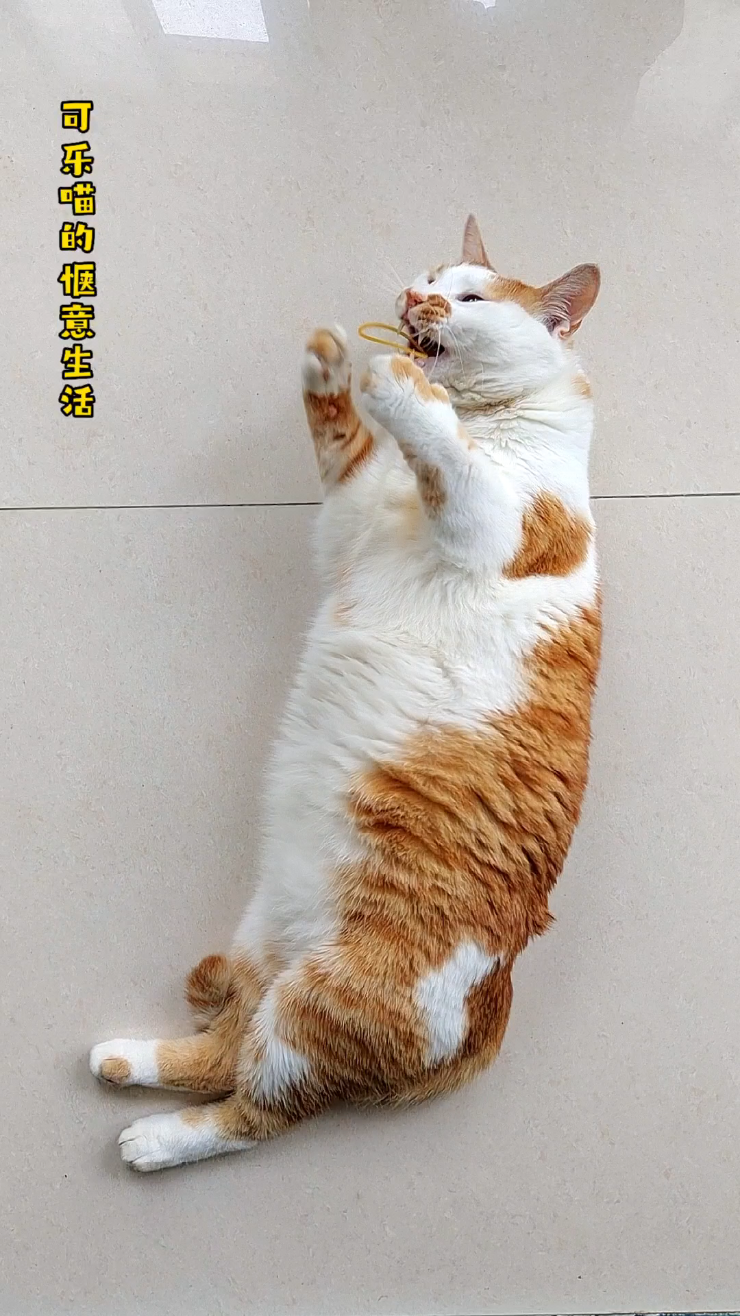 可乐喵的惬意生活