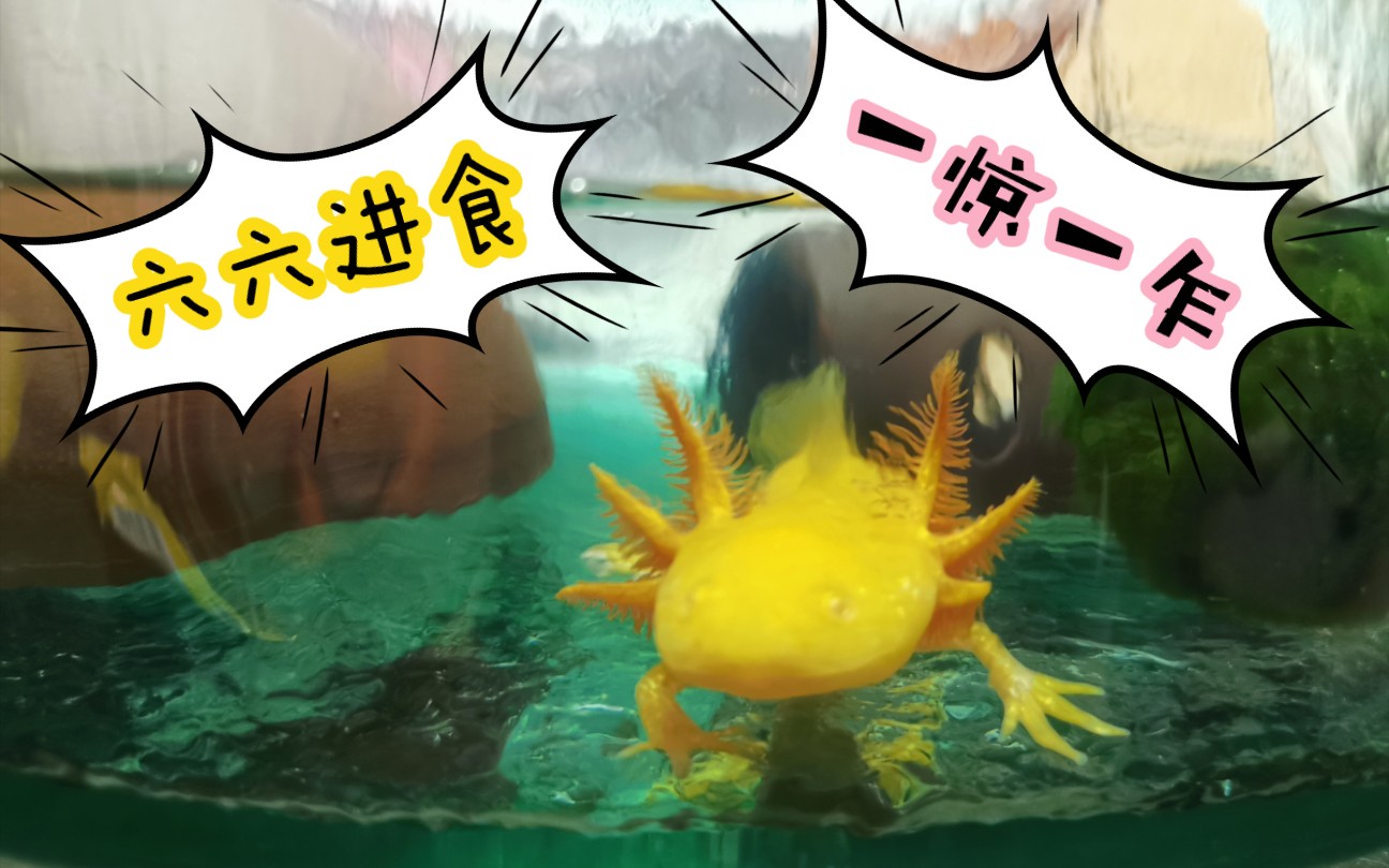 六角恐龙鱼吃食一惊一乍