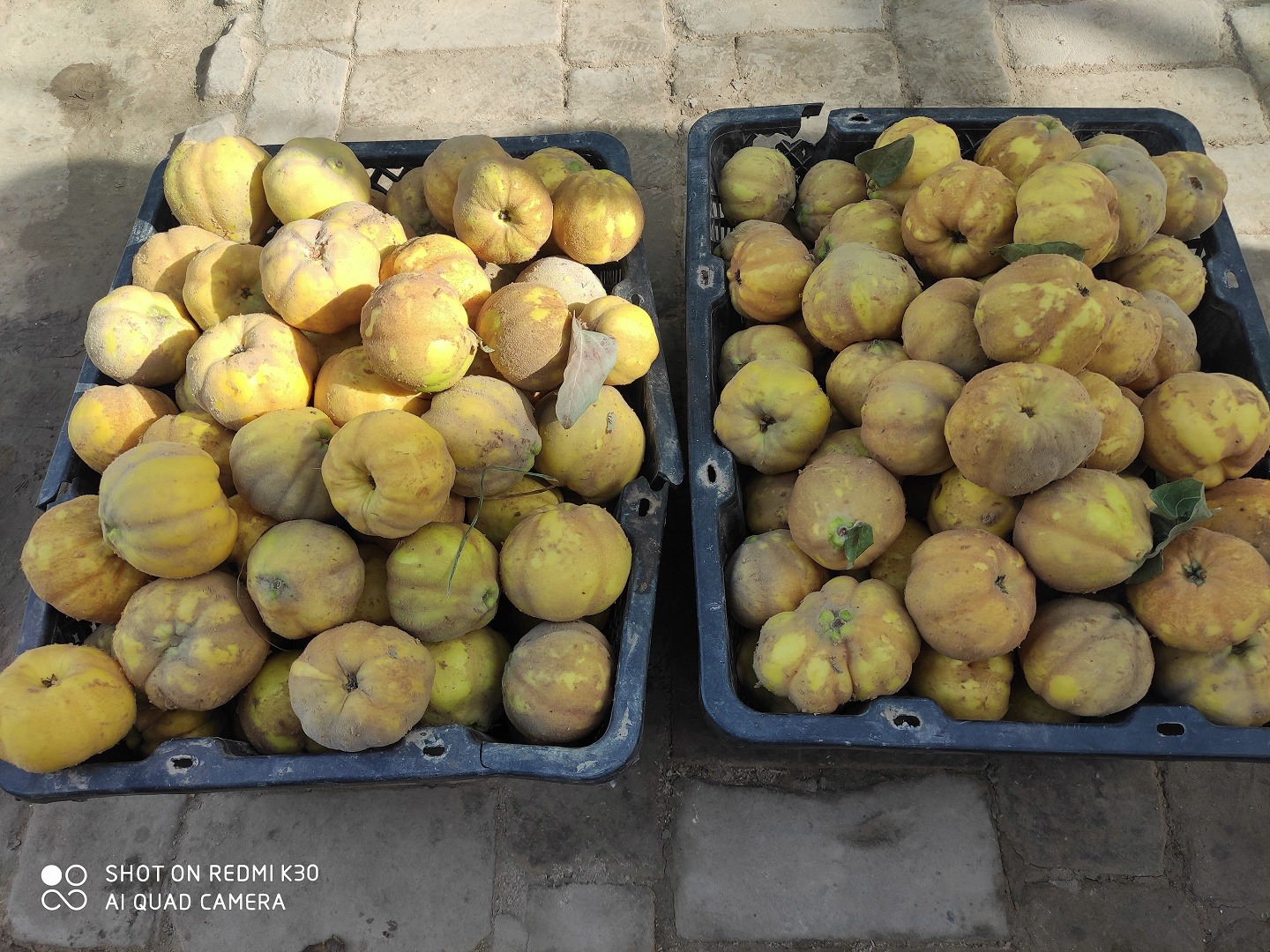 鹅梨帐中香制香原料榅桲(闻香果)新疆木瓜,购买10-20株新疆喀什莎车县