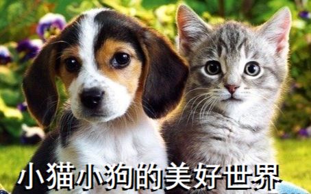 [图]【WEB 中字】小猫小狗的美好世界（全4集）