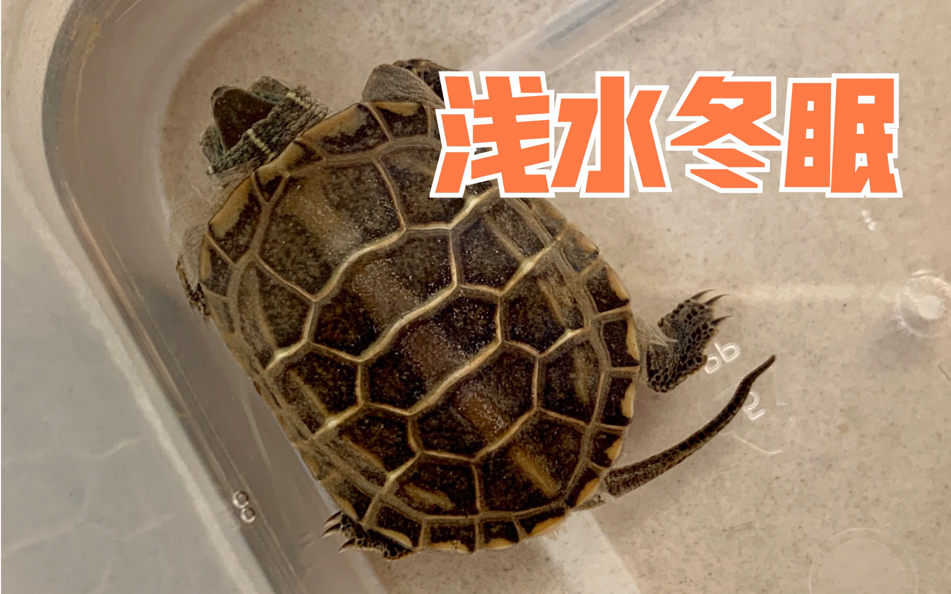 懒人冬眠法今年唯一一只浅水冬眠的头苗也是最简单方便的冬眠方式截胡