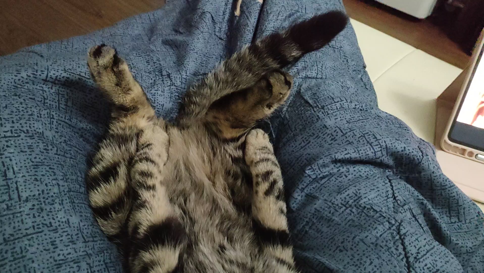 一只喜欢仰睡的老猫