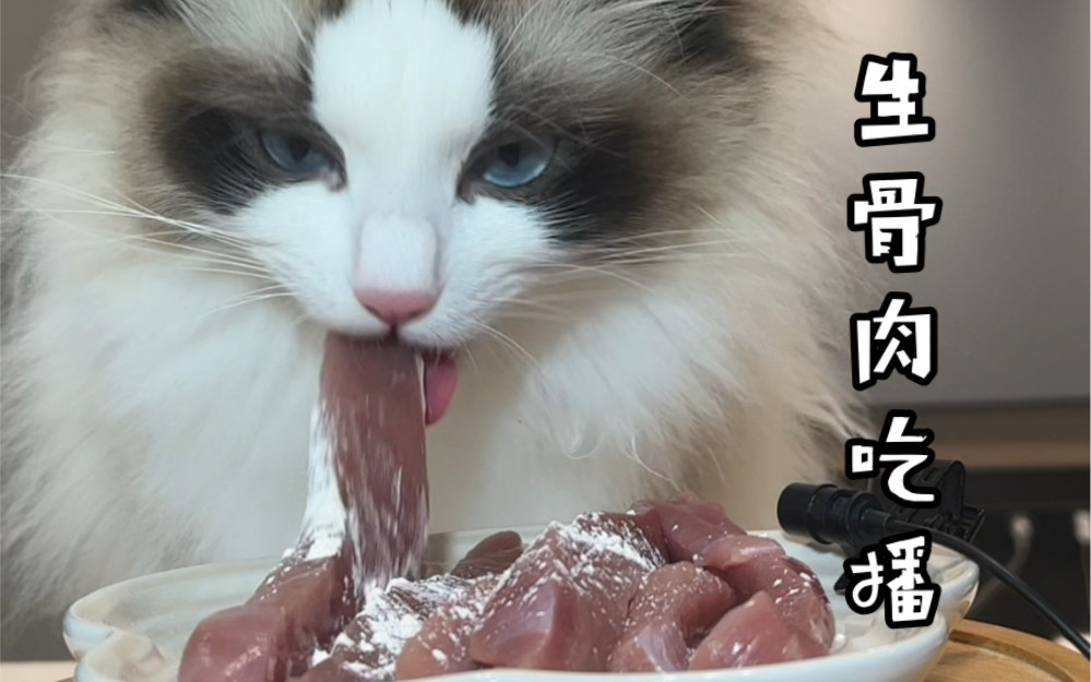 【生骨肉】猪肉面面来一碗哔哩哔哩bilibili