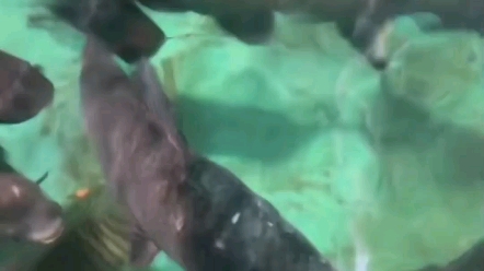 巨骨舌鱼和一群巨型青鱼同游，