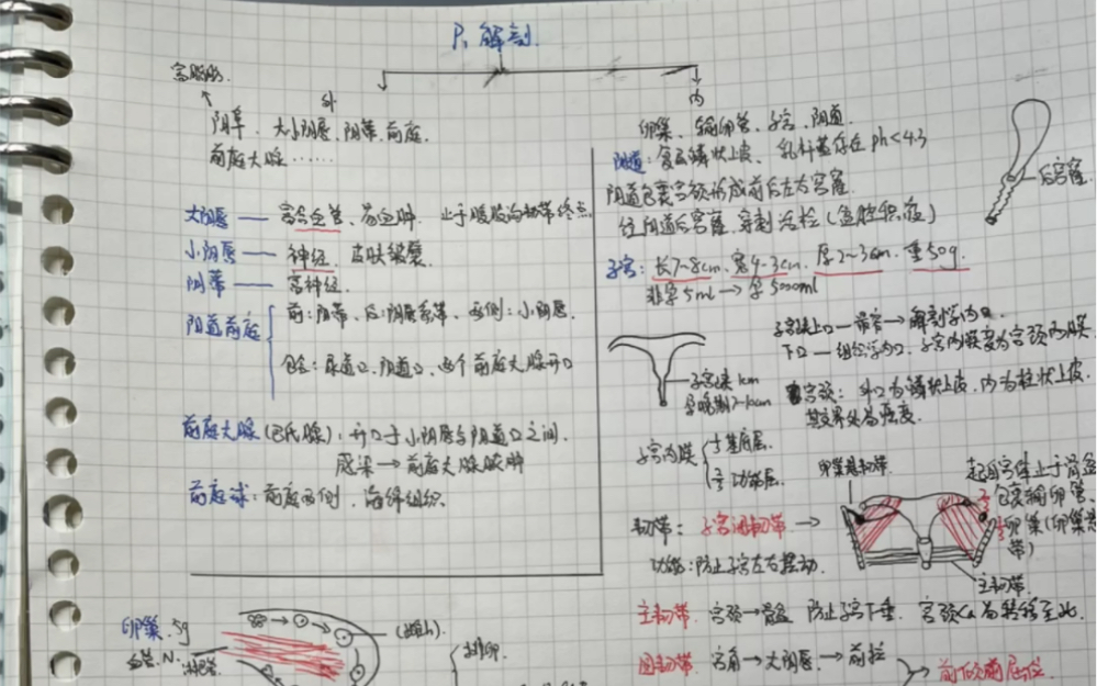 [图]妇产科学P1女性生殖系统解剖（浅尝费曼学习法）