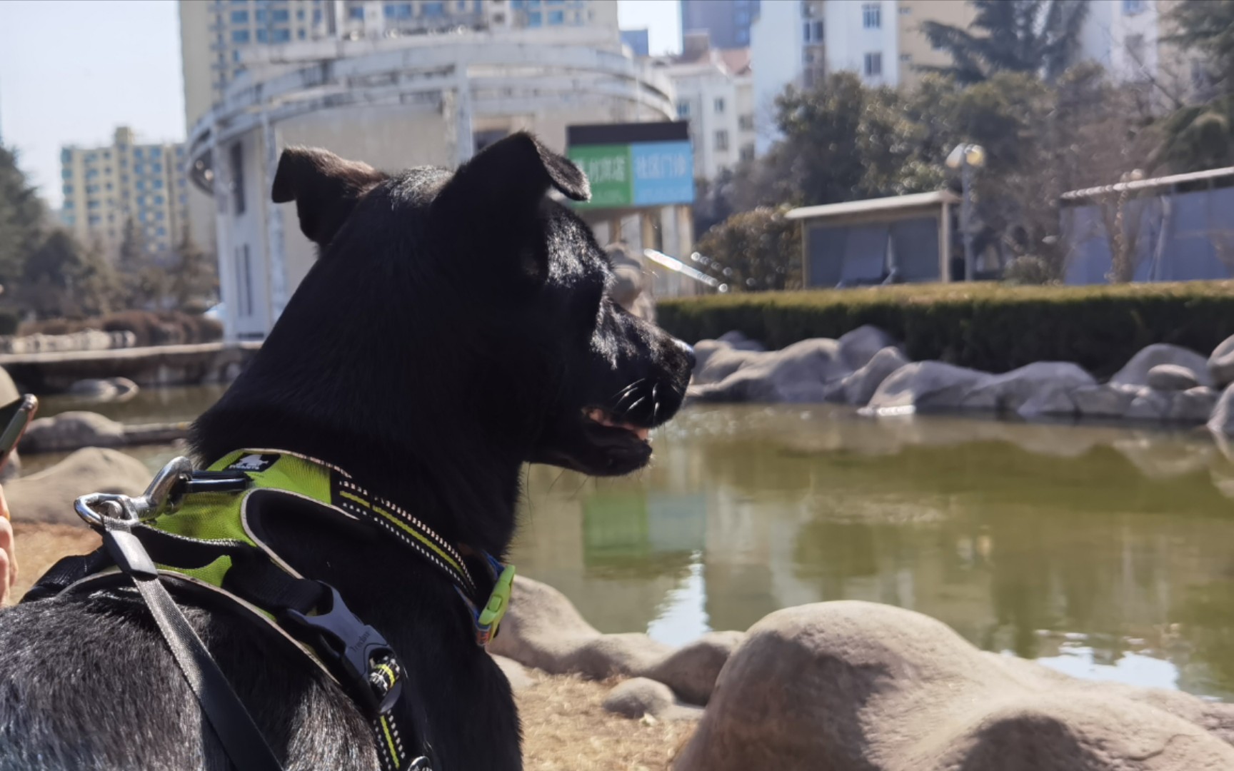 【狗剩儿】它是落进我生命里的一束光_哔哩哔哩_bilibili