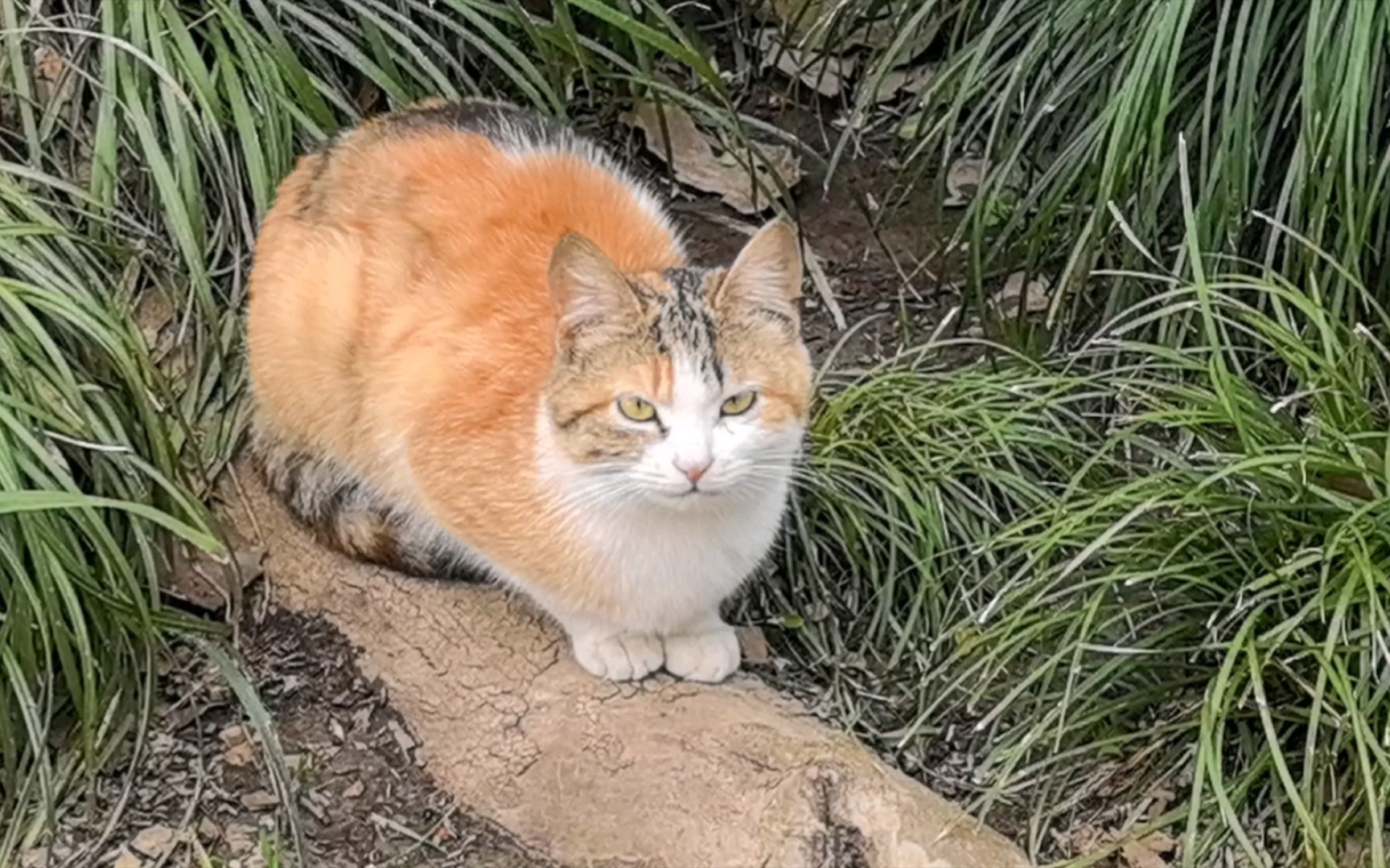 【萌宠日常】乖巧彩狸