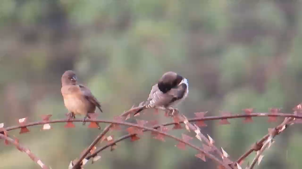 [图]十姐妹: 也叫梅花雀，先梳妆，再排队。