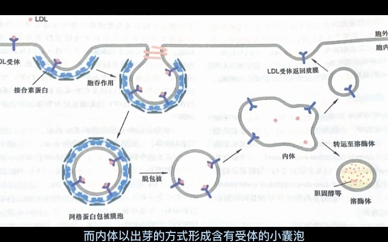 ldl受体介导的胞吞作用介绍