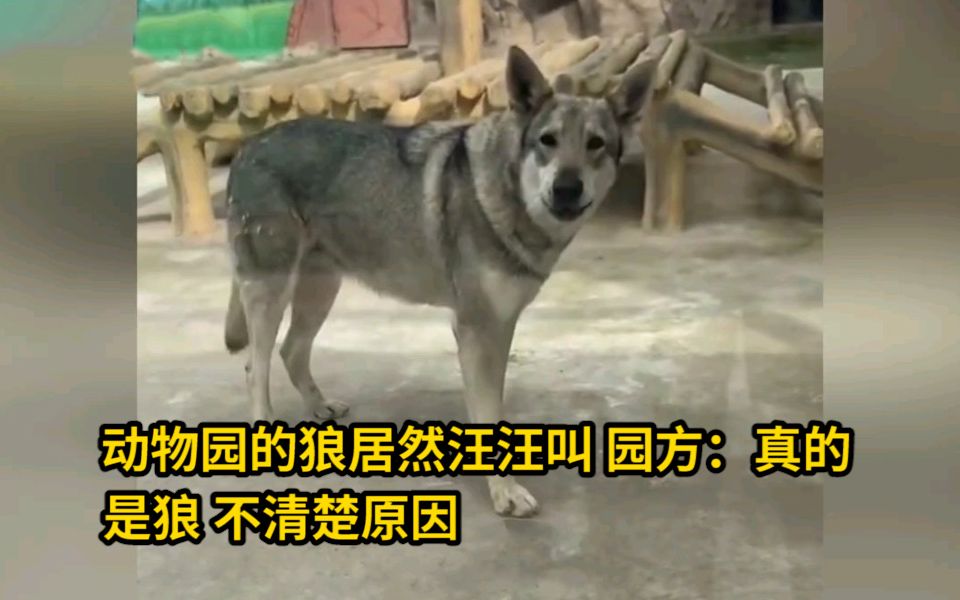 动物园的狼居然汪汪叫?