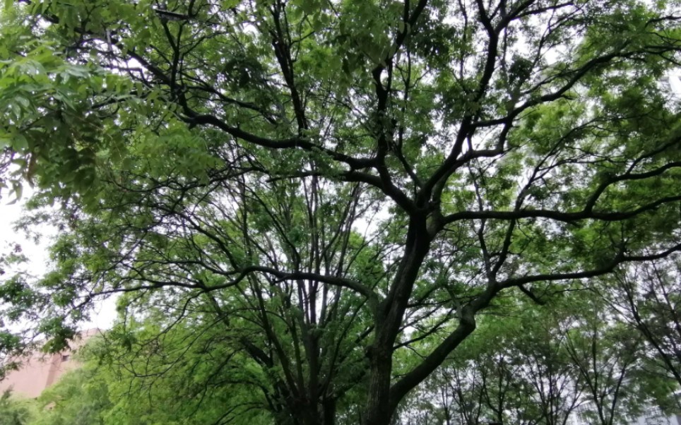 [图]芳菲歇去何需恨，夏木阴阴正可人