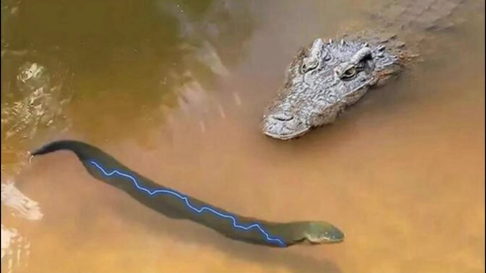 鳄鱼冲着电鳗直接咬了一口,一时间水花四溅,镜头记录全过程