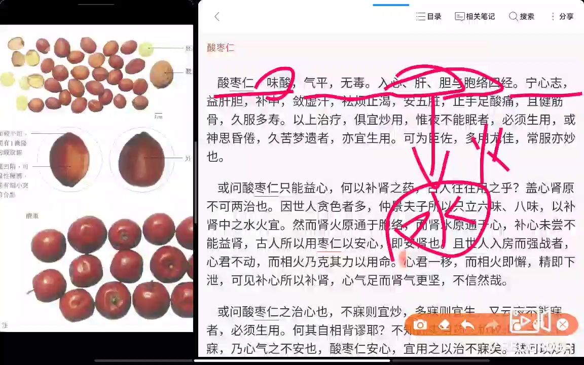 陈士铎讲,酸枣仁和柏子仁哔哩哔哩bilibili