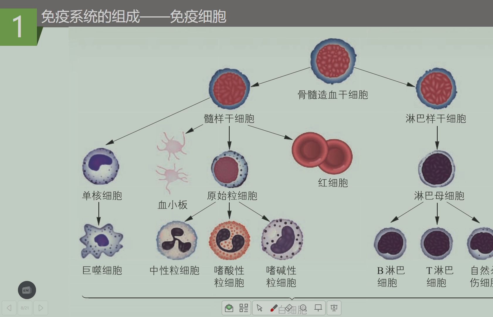 人体四大免疫细胞图片