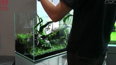 雲山石と佗び草のレイアウト 【前編】 An aquascape with Unzan