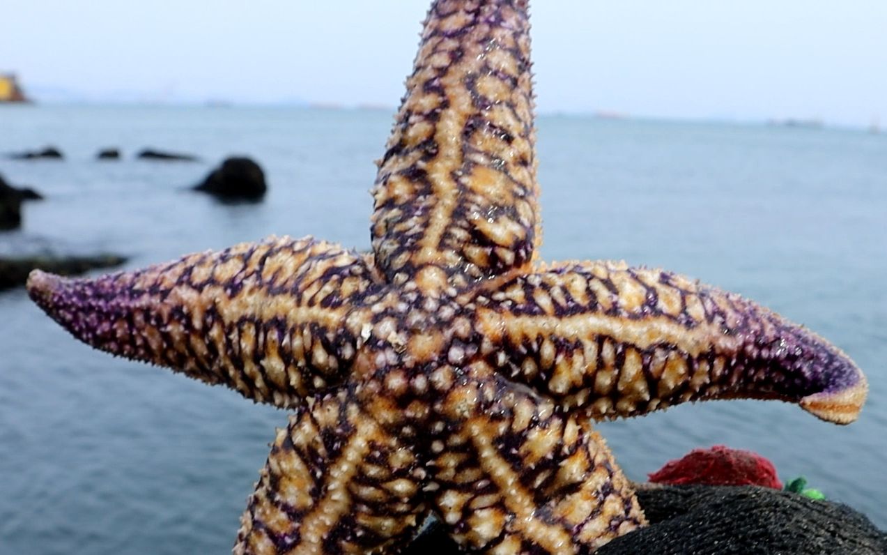 [图]纹铭赶海：退潮后发现超大海星，个小章鱼，但是搭上了我们的小草莓