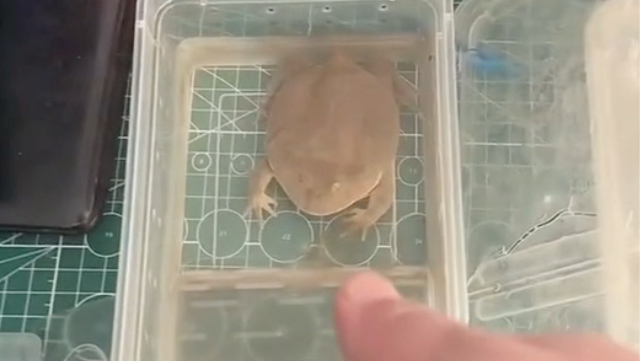 《加洲生活伦理剧》之张大龙晒蛤蟆,有寓意