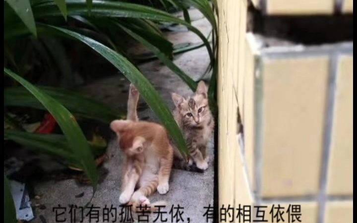 公益广告——关爱流浪猫狗哔哩哔哩bilibili