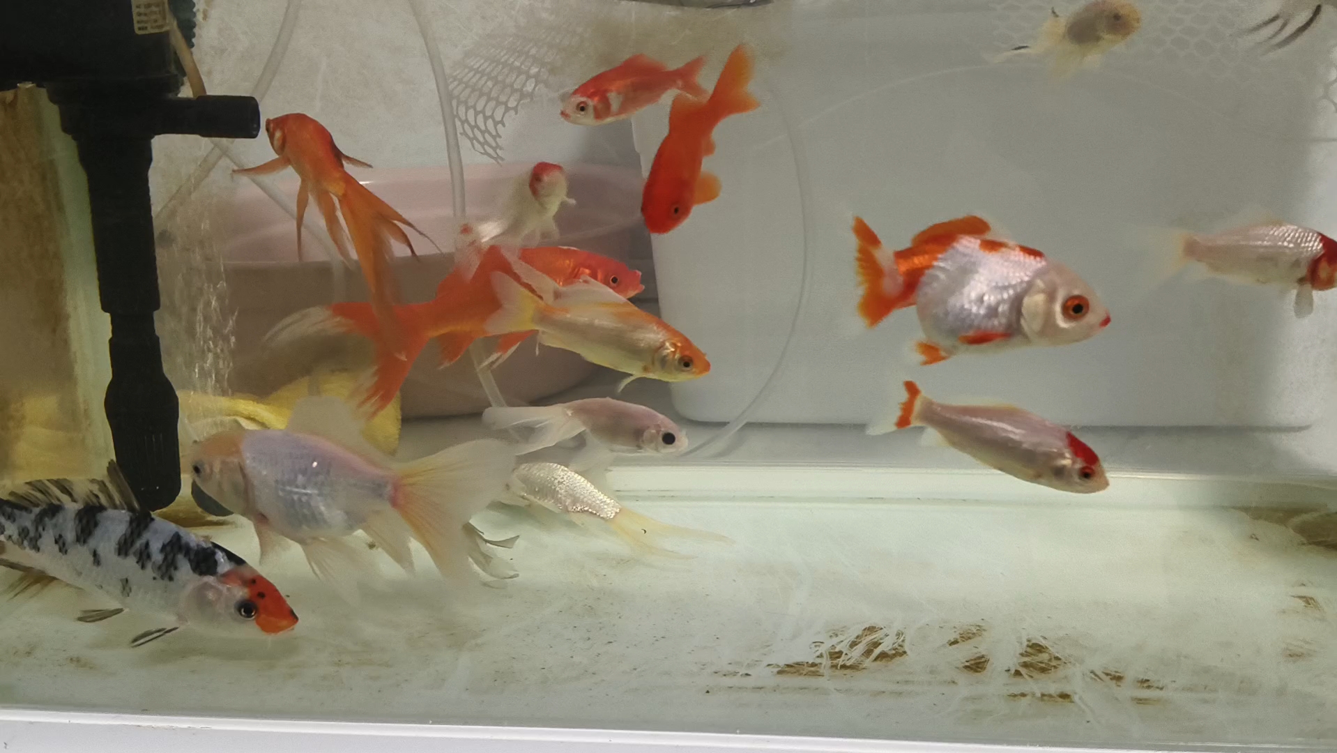 长尾白草金噶了