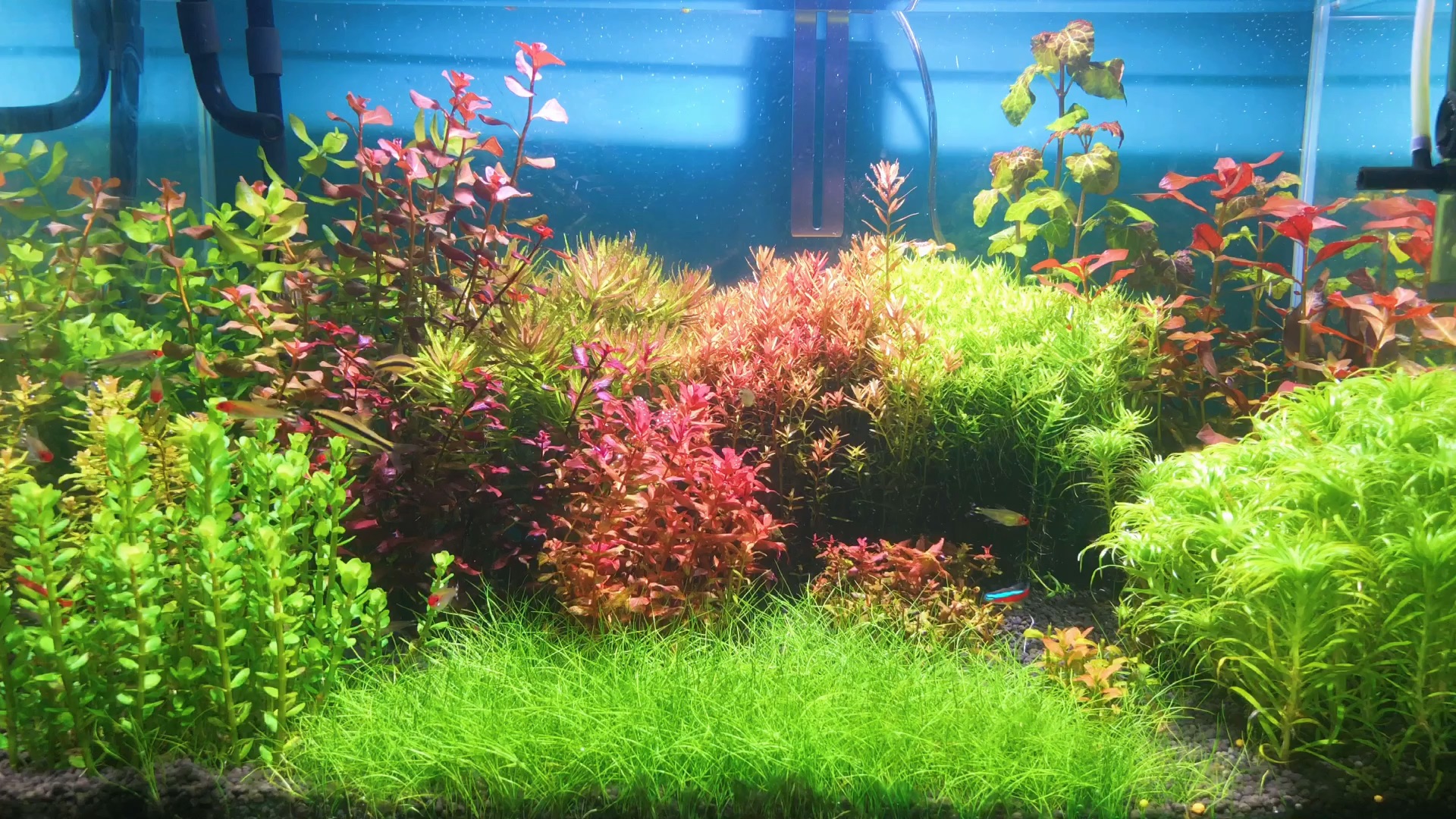 哦豁,这荷兰景草缸有点辣眼睛,哈哈哈_哔哩哔哩 (゜-゜)つロ 干杯