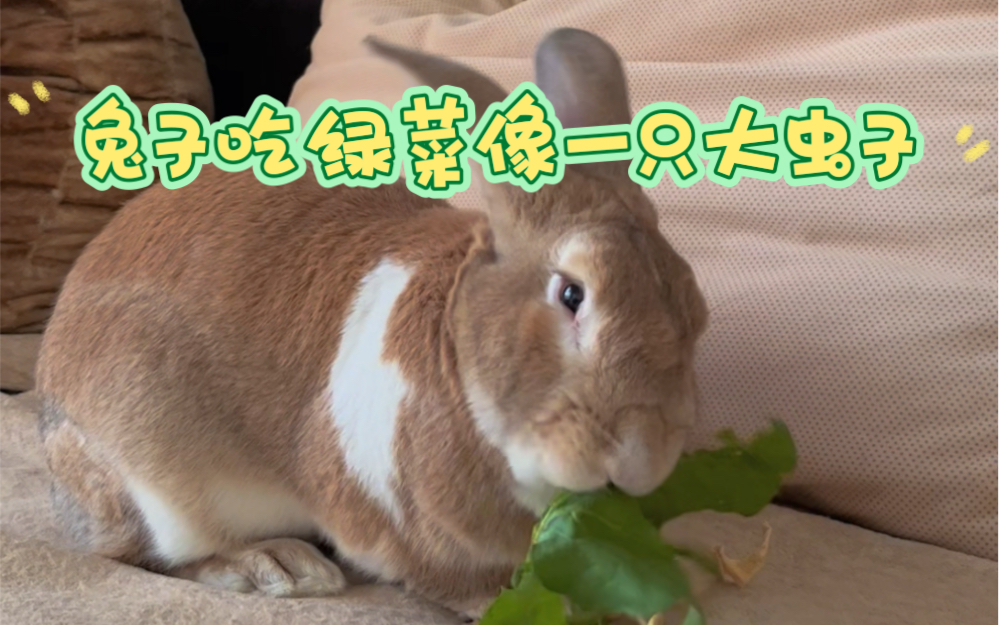 【兔八哥】有人会来看兔兔吃白萝卜缨子吗?
