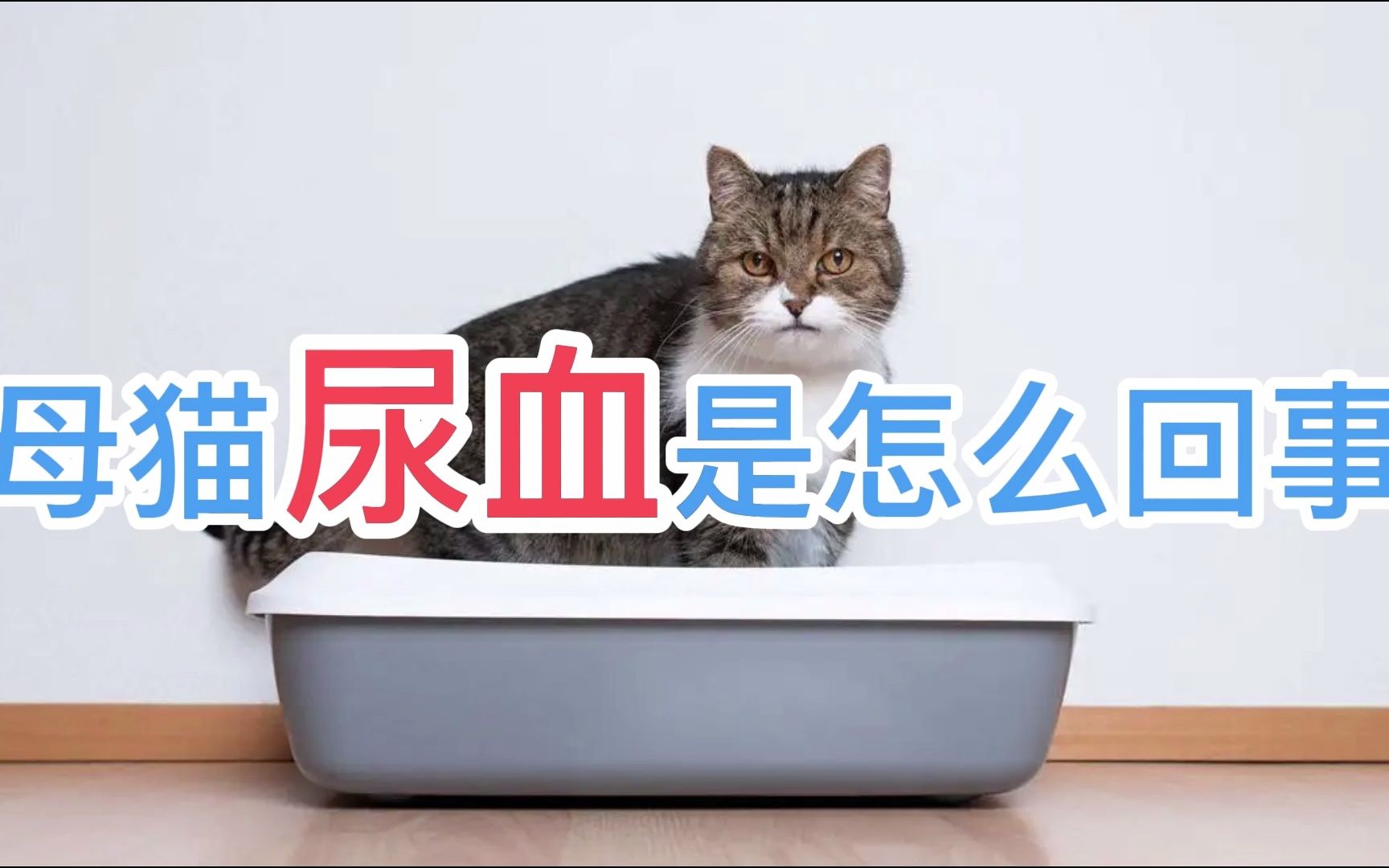 母猫尿血是怎么回事哔哩哔哩bilibili