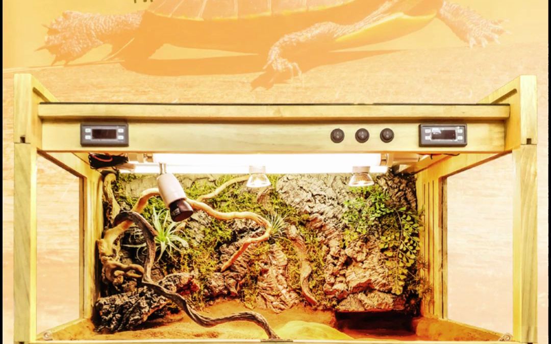 小尺寸黄缘半水龟箱造景来啦