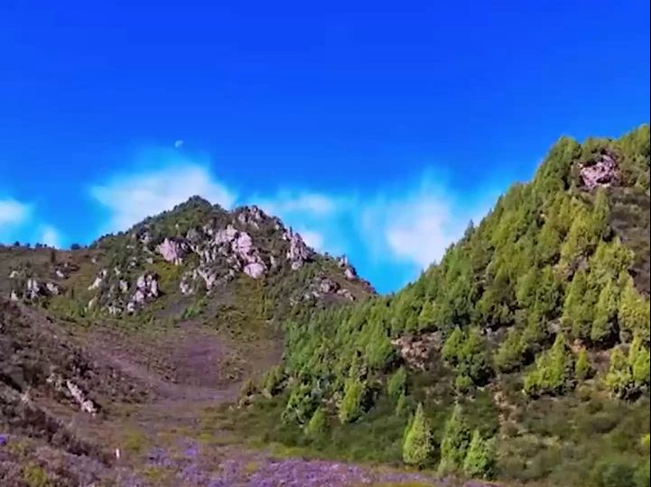 甘肃天祝石门沟:漫步紫色花海 沉醉诗意风光