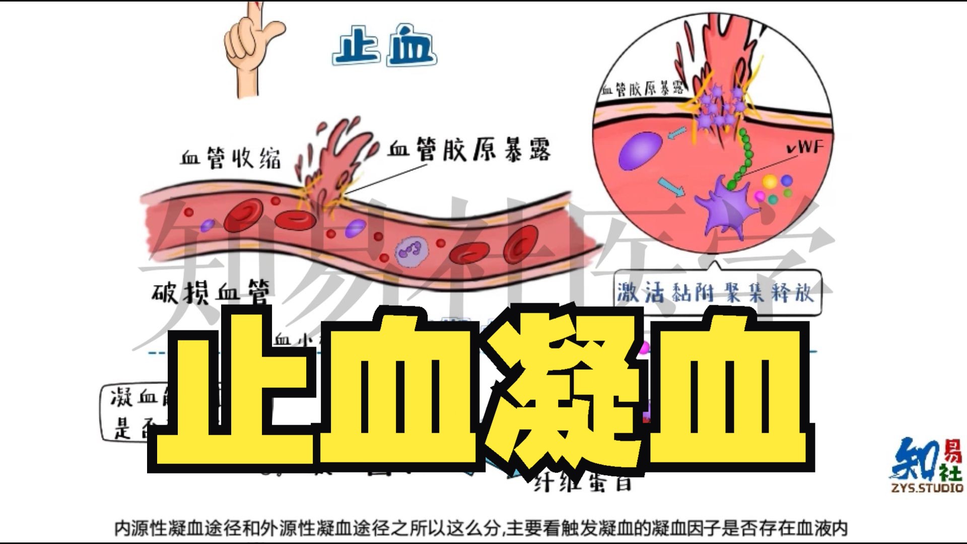 手绘动画 止血凝血机制(内源性凝血途径 VS. 外源性凝血途径)哔哩哔哩bilibili