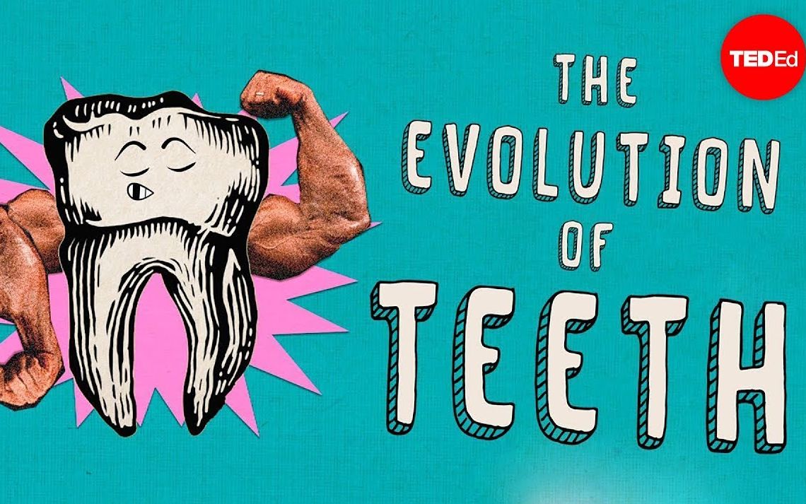 【TEDEd】牙齿的进化过程.How.did.teeth.evolve.原创翻译.双语字幕哔哩哔哩bilibili