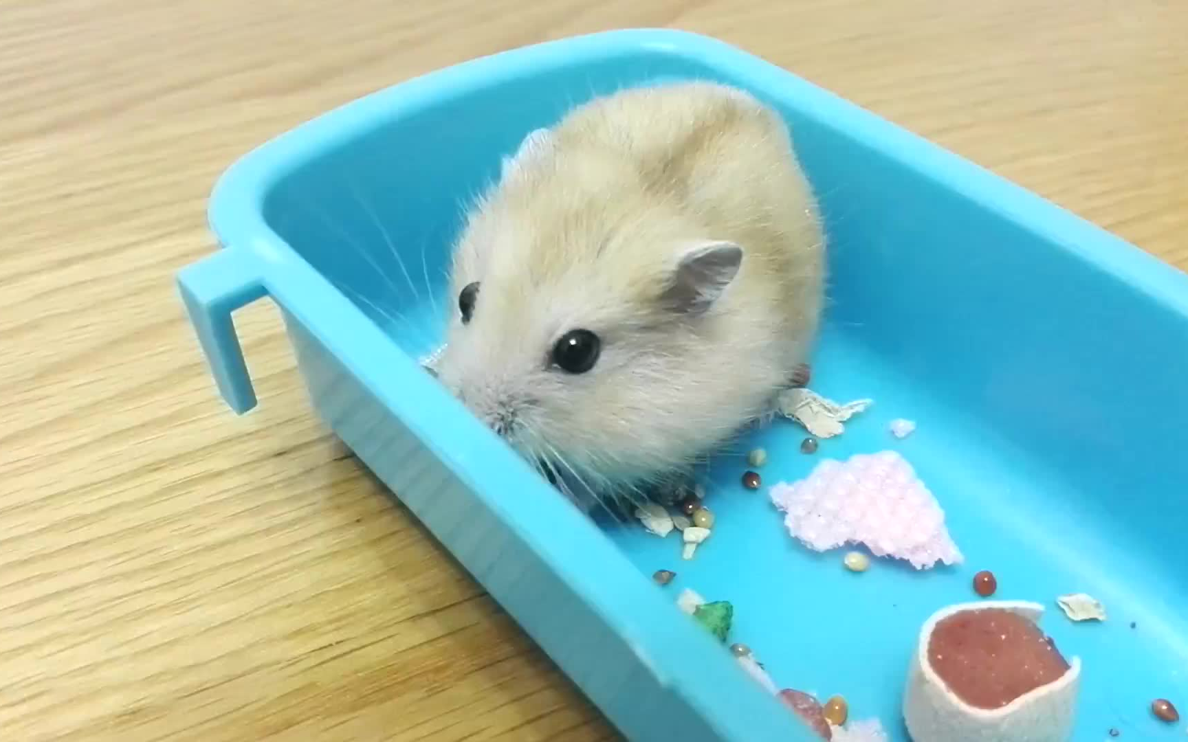 仓鼠日常受惊吓的仓鼠你见过