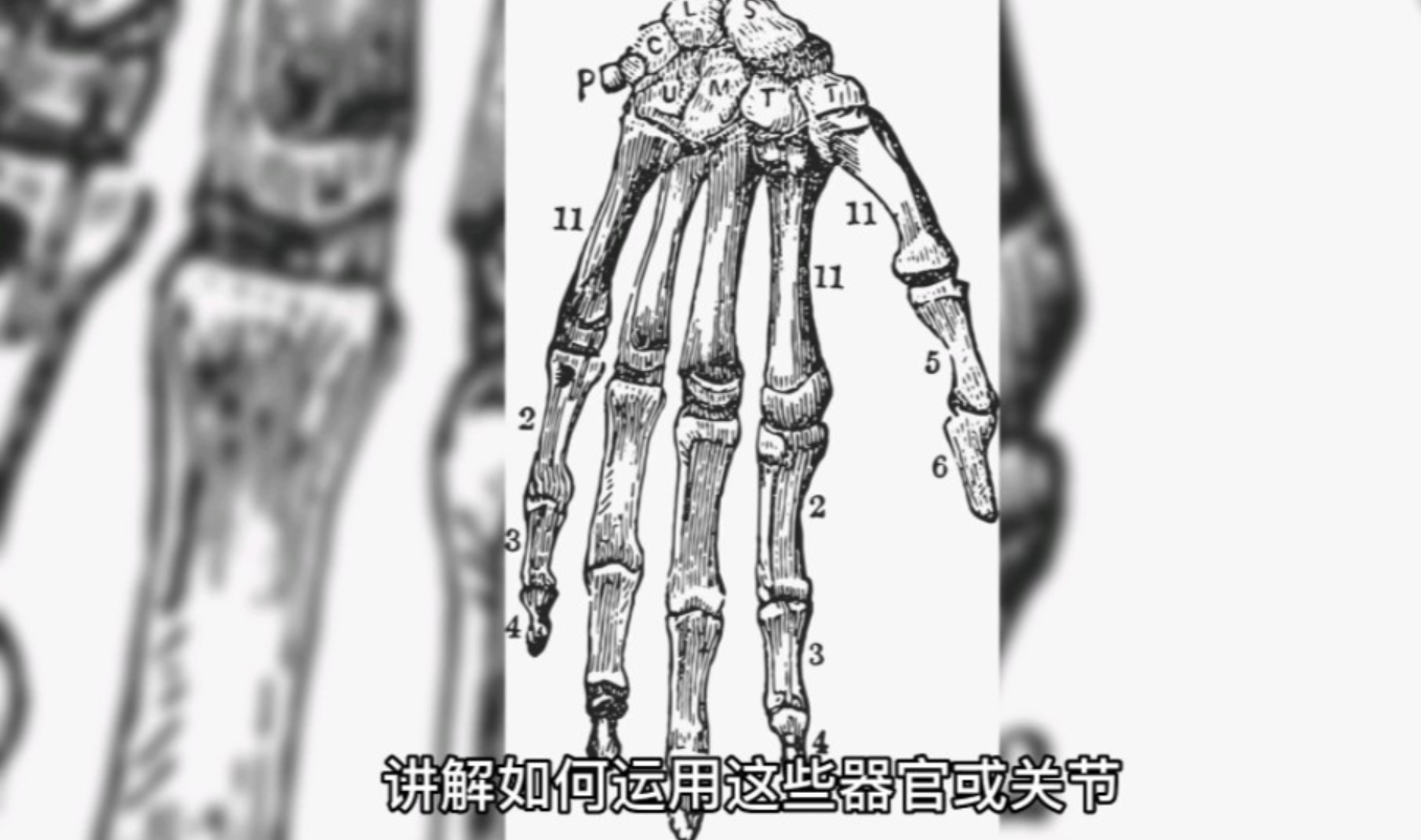 [图]格斗进阶篇：重要器官与关节解读（1）