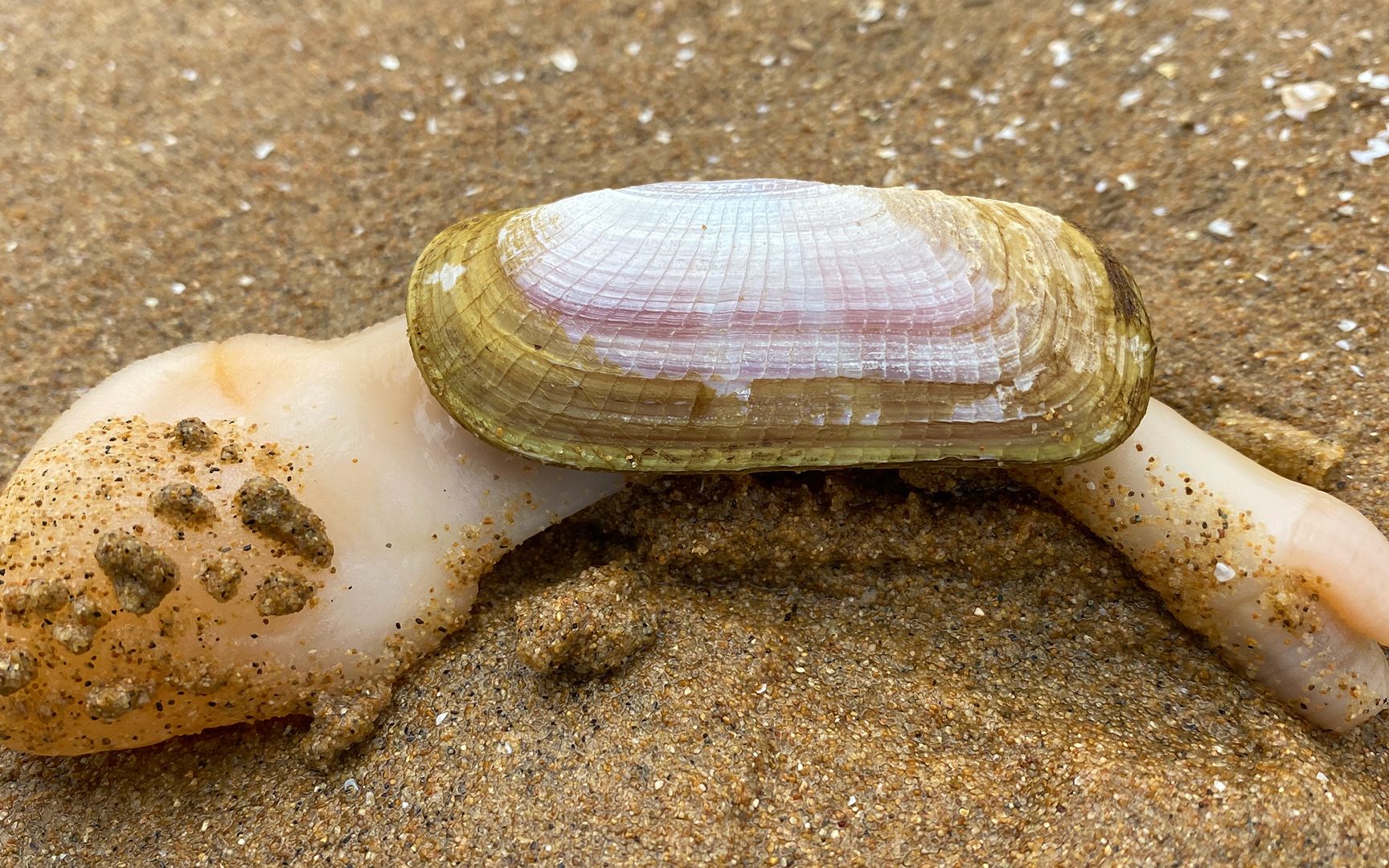 二强赶海,大风过后在沙滩上发现双头蛏,怎么感觉像个乌龟呢