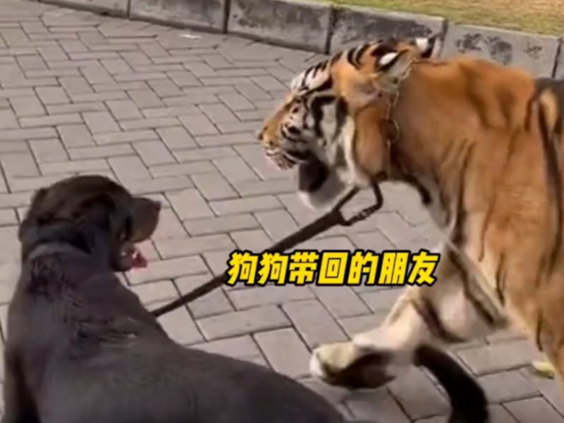 狐朋狗友影评