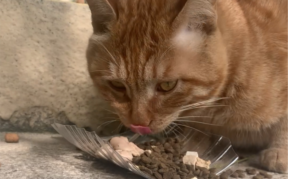 [图]吃播橘一号之一猫食，今天阳光真好啊，疏影斑驳风很大。