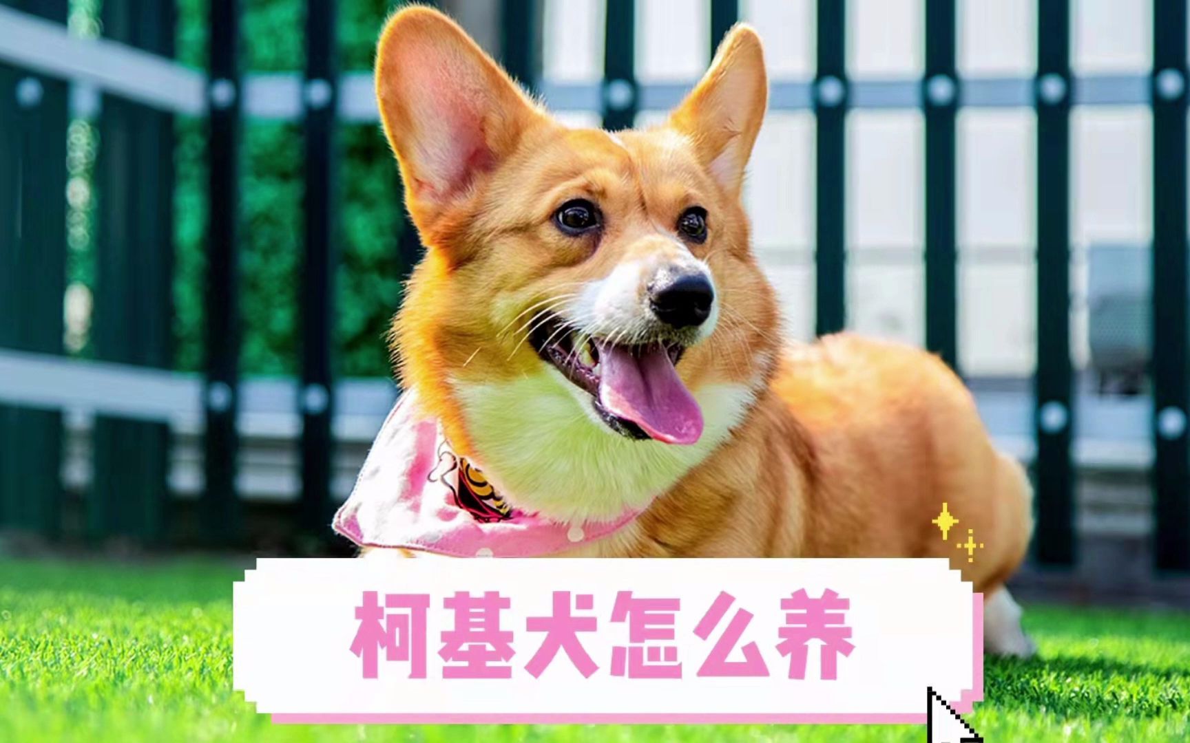 柯基犬怎么养?这几件事情,铲屎官要做好哔哩哔哩bilibili