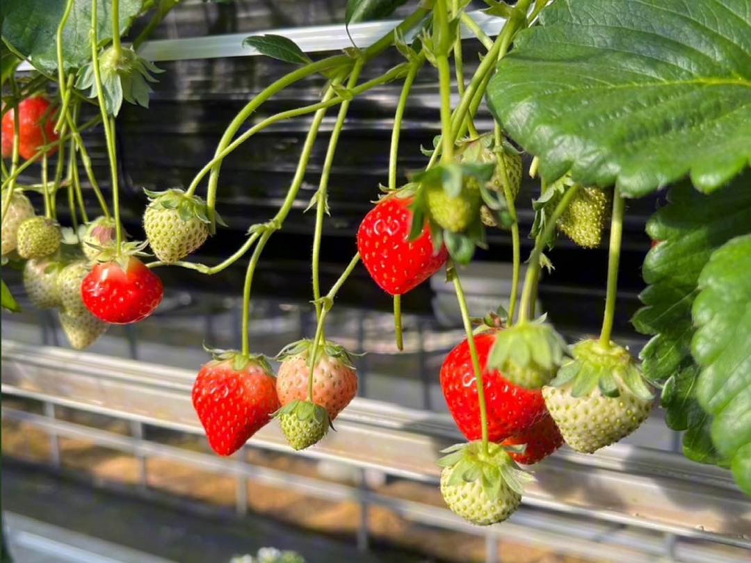 咲いた花は小さなstrawberry99(secret touch)