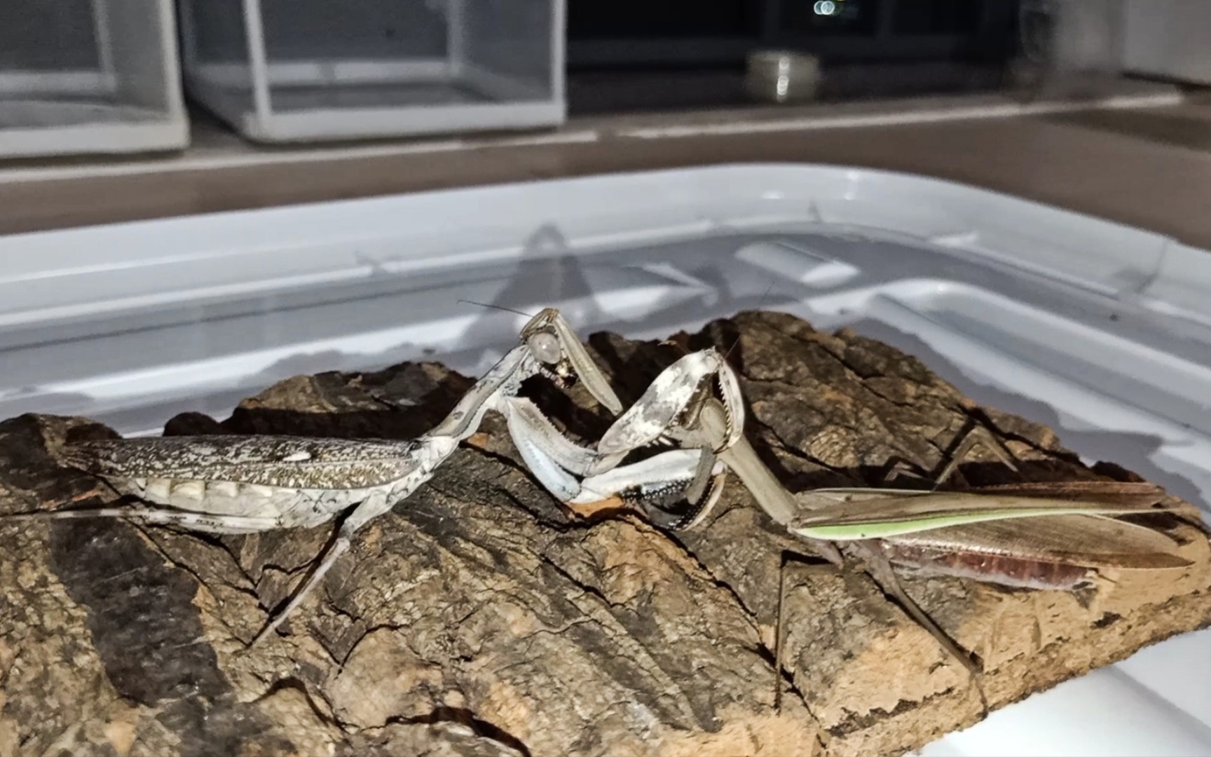 印尼双盾螳vs狭翅大刀螳