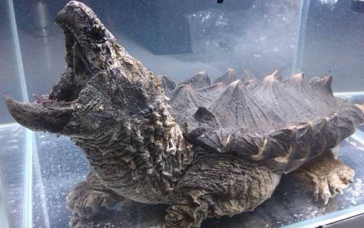 大鳄龟日常喂食