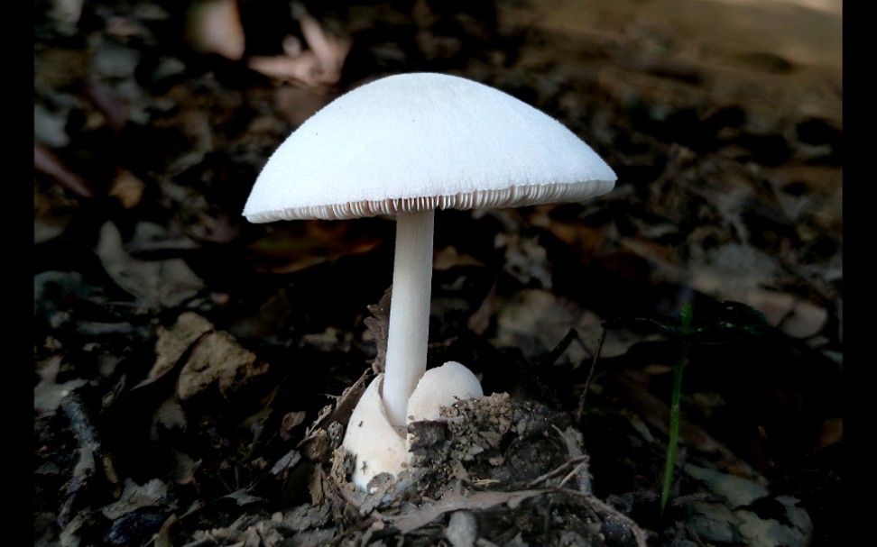 雪白草菇——摄于广州筲箕窝